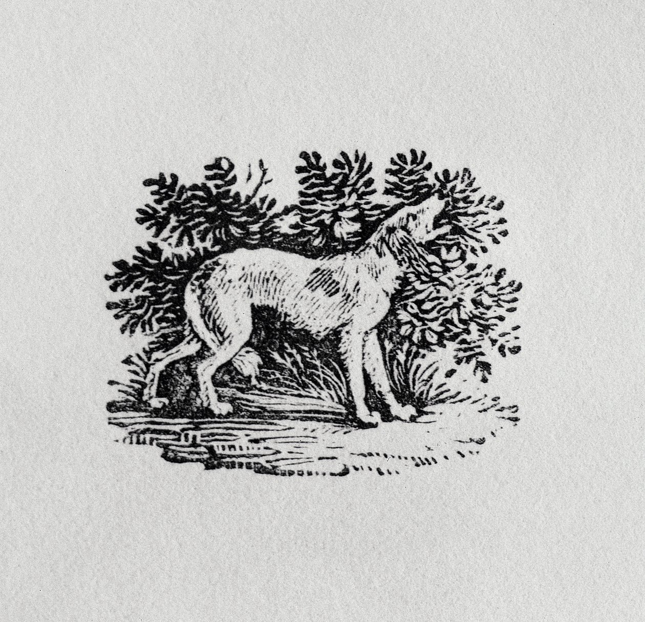 Egy vadászkutya a "Négylábúak története"-ből, 19. század alkotó: Thomas Bewick