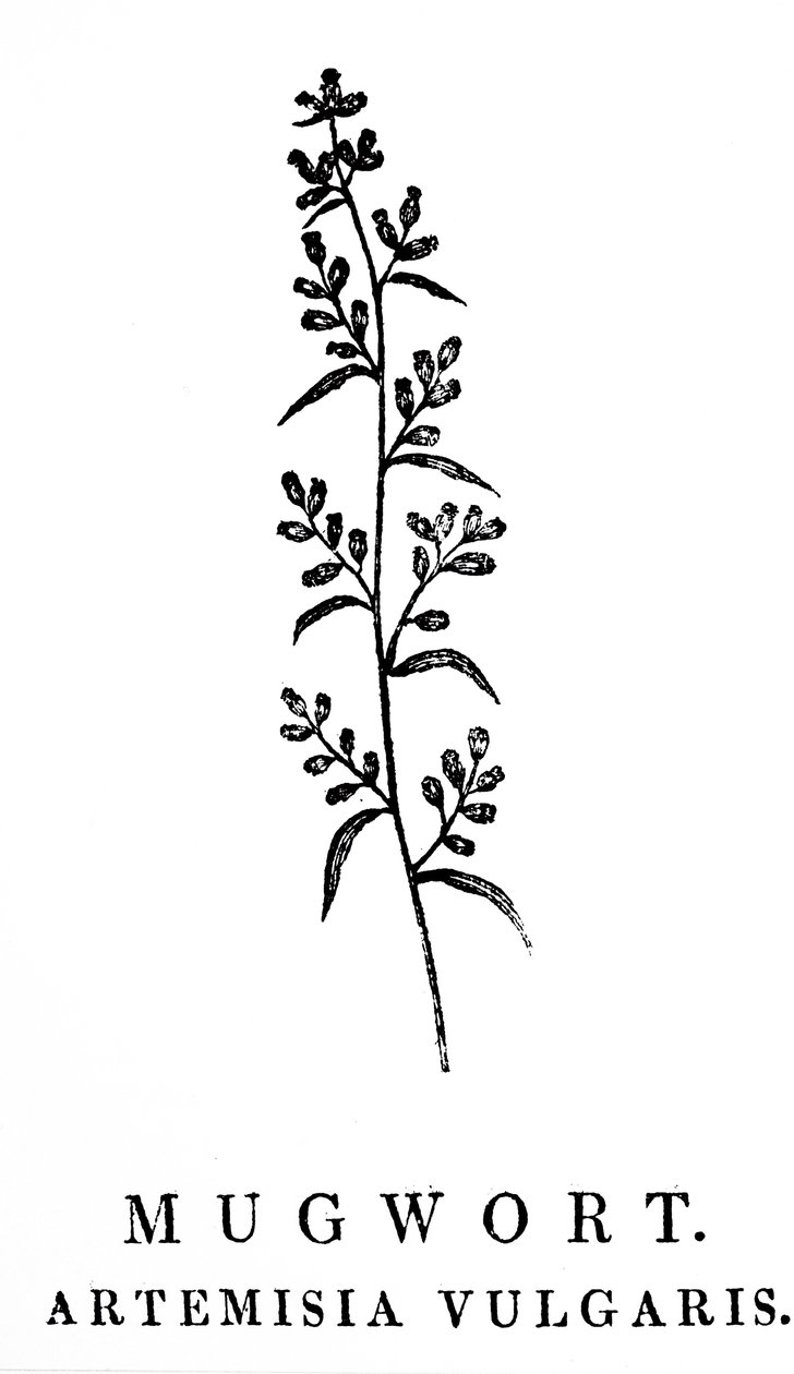 Fatömb-metszet, amely a Mugwort ágát ábrázolja, amely az Artemisia nemzetségbe tartozó aromás növényfaj. Thomas Bewick (1753-1828) angol metsző és természetrajzi író fametszete alkotó: Thomas Bewick