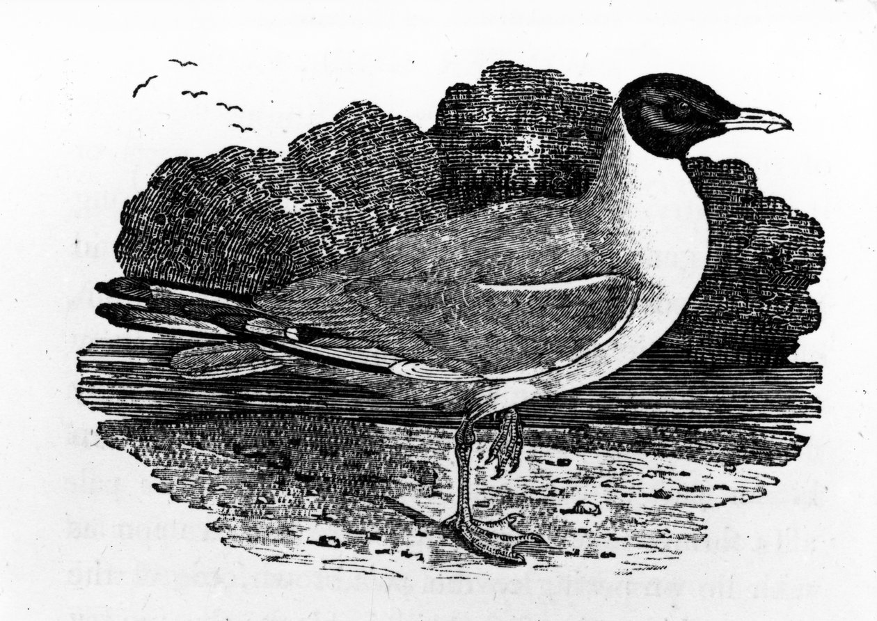 Feketefejű sirály, illusztrációja Thomas Bewick „A British Birds története” című könyvéből, először 1797-ben jelent meg alkotó: Thomas Bewick