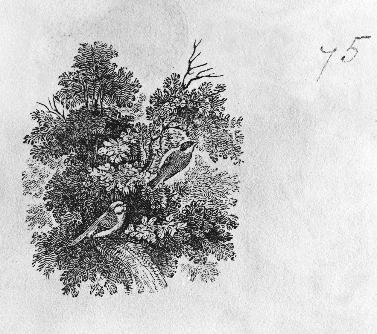 Kékcinege (Parus caeruleus) és széncinege (Parus major) a "History of British Birds" I. kötetéből, pub. 1797 (fametszet) alkotó: Thomas Bewick