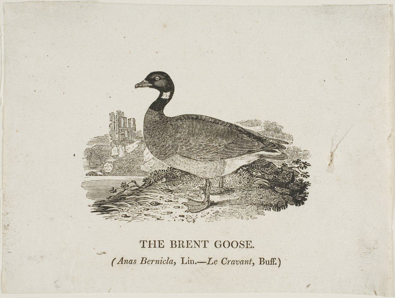 Brent Goose alkotó: Thomas Bewick