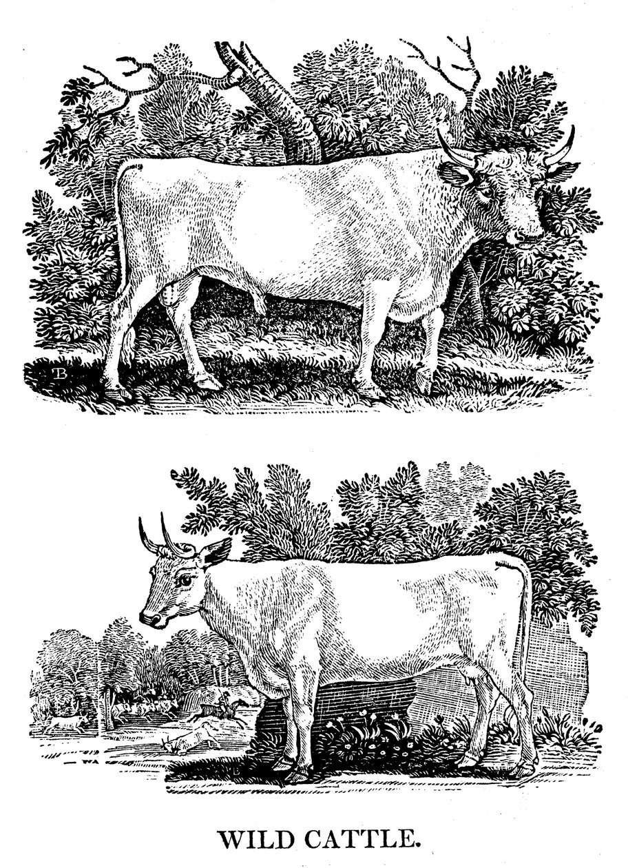 Brit vad vagy parki szarvasmarha, 1790 alkotó: Thomas Bewick