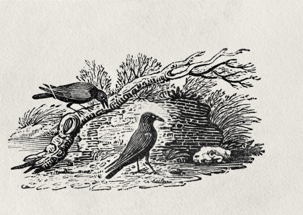 Varjak (Corvus corone corone) a „History of British Birds” I. kötetből, pub. 1797 (fametszet) alkotó: Thomas Bewick