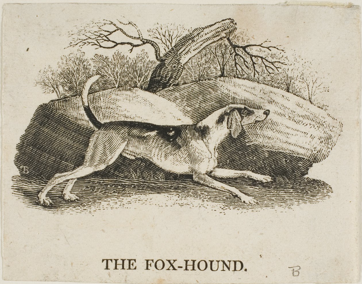 Fox Hound alkotó: Thomas Bewick