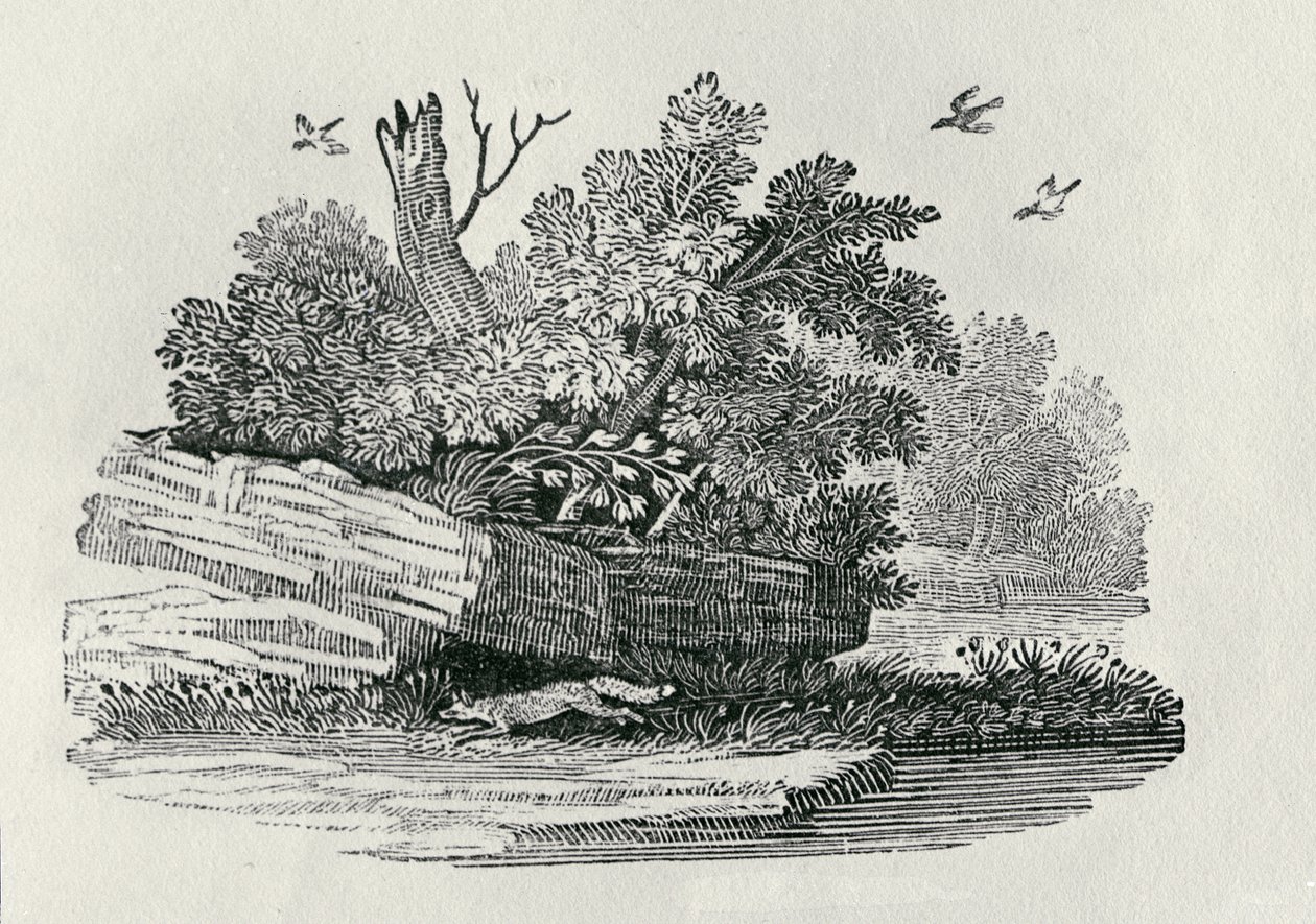 Róka menekül, a "The General History of Quadrupeds" című, 1790-ben kiadott könyvből (fametszet). alkotó: Thomas Bewick