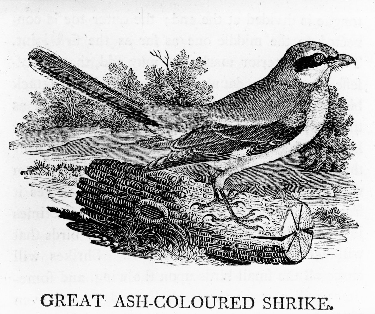 Great Ash-Coloured Shrike, illusztráció Thomas Bewick „The History of British Birds” című művéből, először 1797-ben jelent meg alkotó: Thomas Bewick