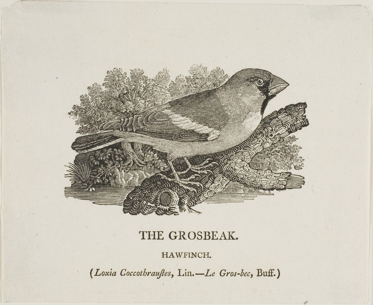 Grosbeak alkotó: Thomas Bewick