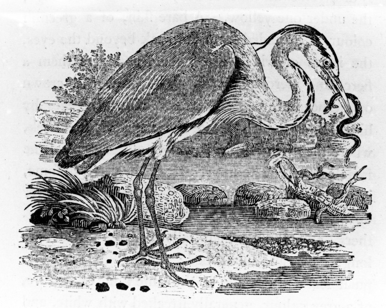 Heron, illusztráció Thomas Bewick „A British Birds története” című művéből, először 1797-ben jelent meg alkotó: Thomas Bewick