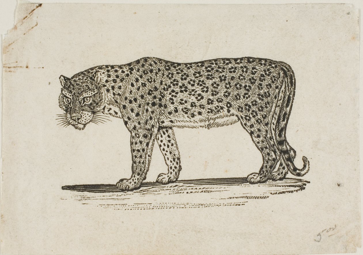 Leopárd alkotó: Thomas Bewick