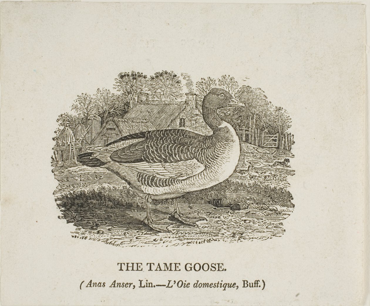 Szelíd liba alkotó: Thomas Bewick