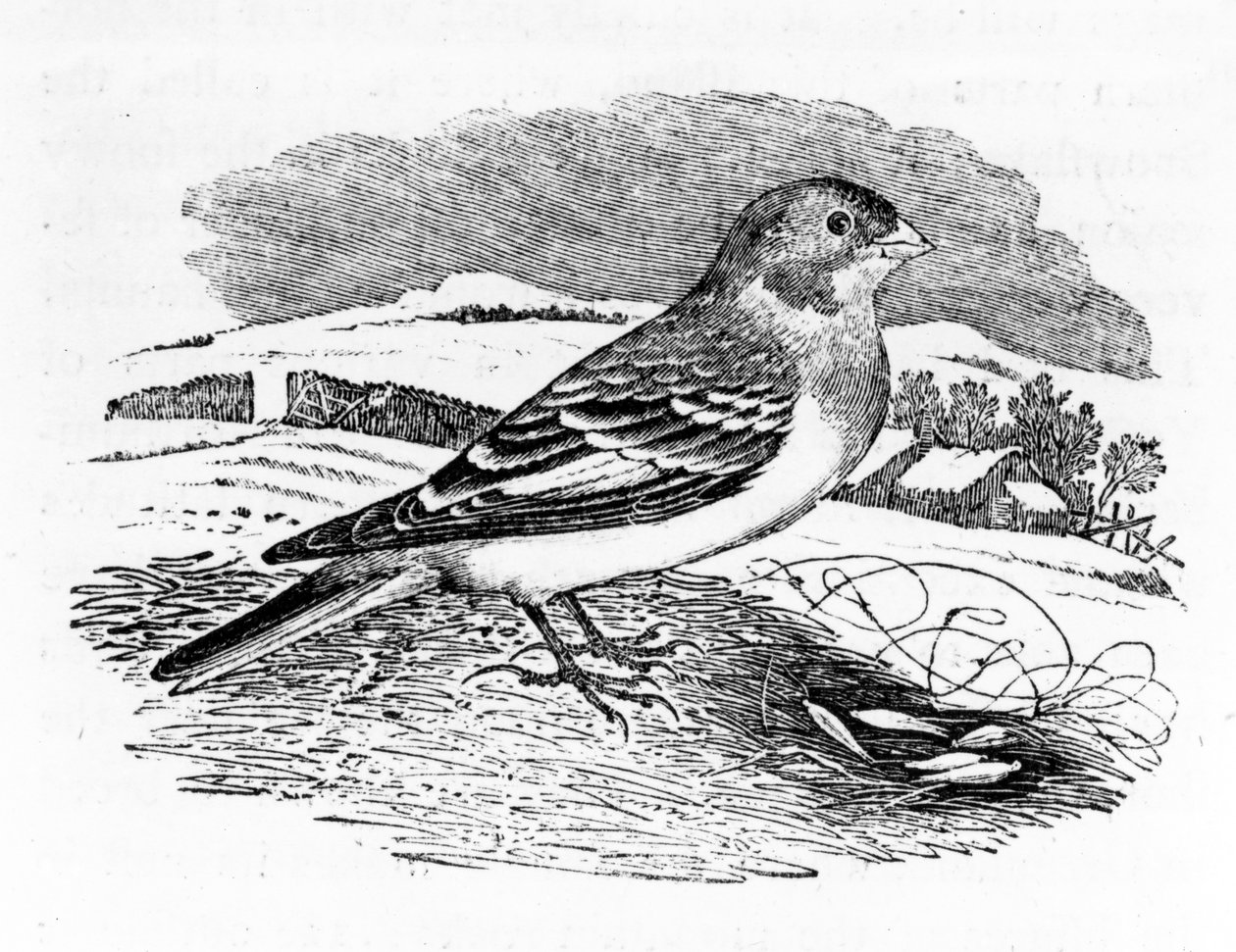 Tawny Bunting, illusztráció Thomas Bewick „A British Birds története” című művéből, először 1797-ben jelent meg alkotó: Thomas Bewick