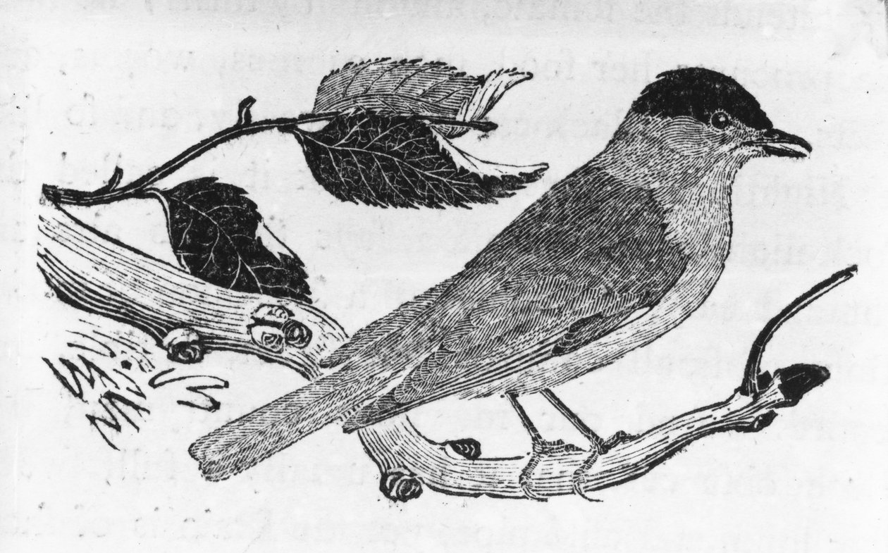 The Black-Cap, illusztráció Thomas Bewick „A British Birds története” című művéből, először 1797-ben jelent meg alkotó: Thomas Bewick