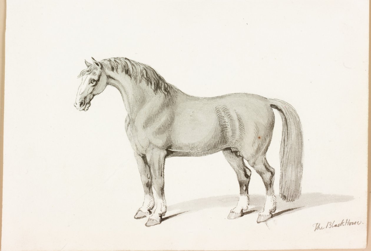 A fekete ló (tinta papíron) alkotó: Thomas Bewick