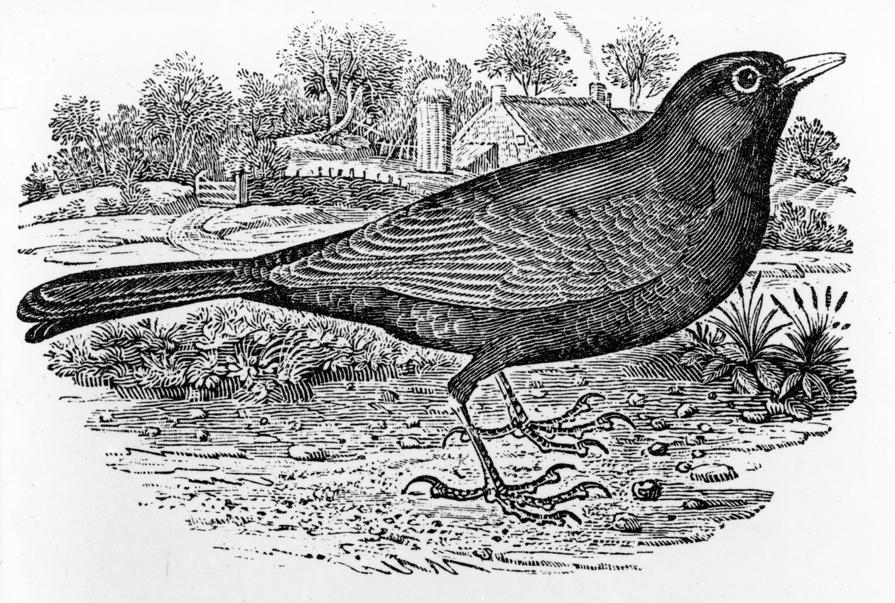 The Blackbird, illusztráció Thomas Bewick „A British Birds története” című művéből, először 1797-ben jelent meg alkotó: Thomas Bewick