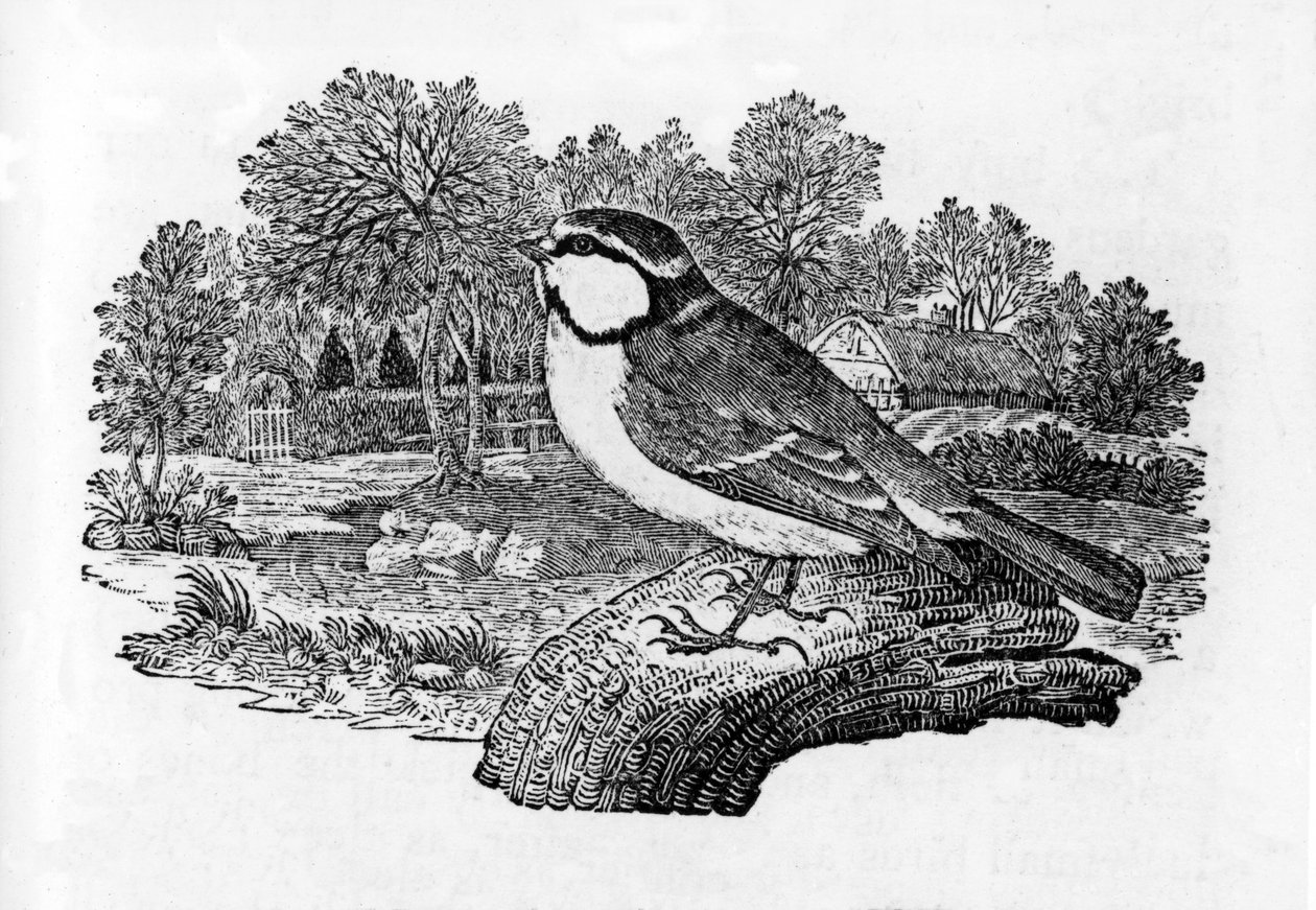 The Blue Titmouse, illusztráció Thomas Bewick „A British Birds története” című művéből, először 1797-ben jelent meg alkotó: Thomas Bewick