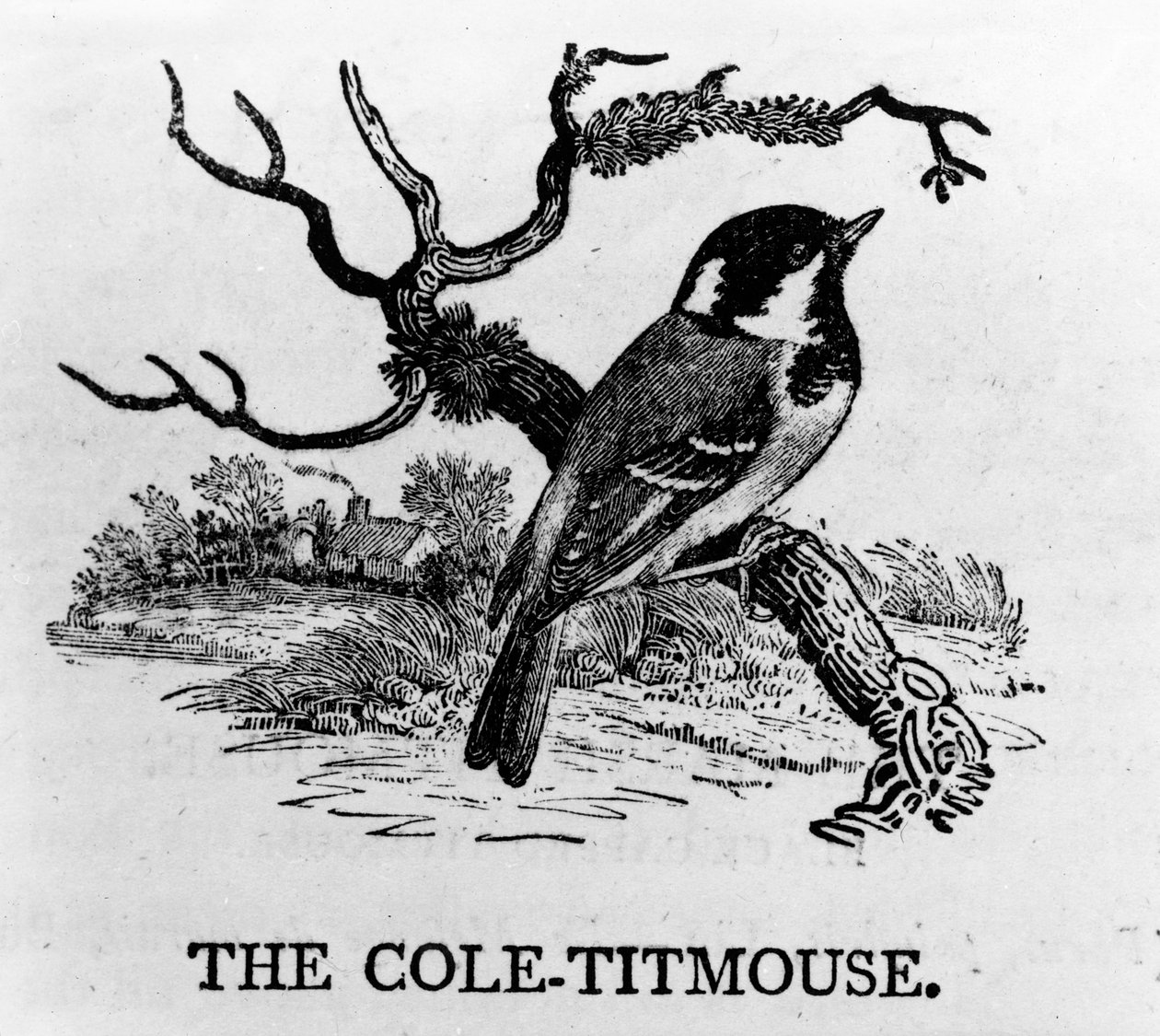 The Cole-Titmouse, illusztráció Thomas Bewick „The History of British Birds” című művéből, először 1797-ben jelent meg alkotó: Thomas Bewick