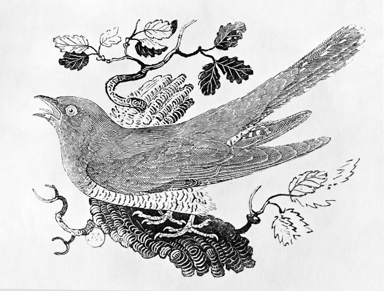 A kakukk (Cuculus canorus) a "British Birds története" I. kötetéből, pub. 1797 (fametszet) alkotó: Thomas Bewick