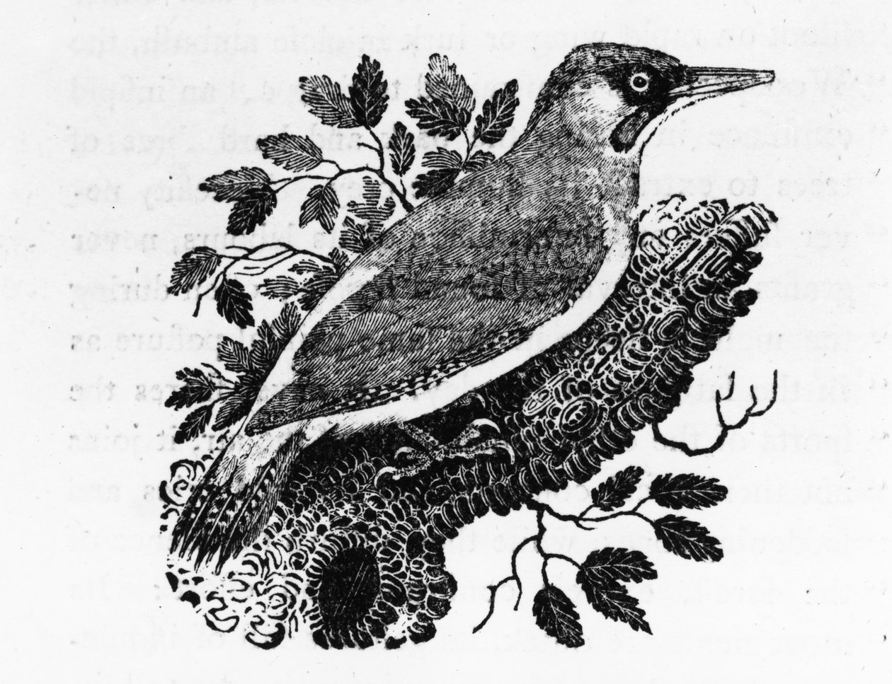 A zöld harkály, illusztráció Thomas Bewick „A British Birds története” című művéből, először 1797-ben jelent meg alkotó: Thomas Bewick