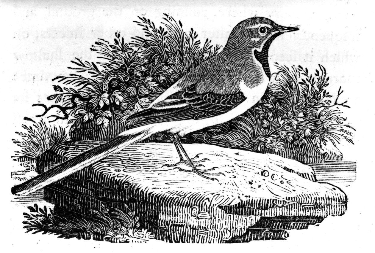 The Gray Wagtail, illusztráció Thomas Bewick „A British Birds története” című művéből, először 1797-ben jelent meg alkotó: Thomas Bewick