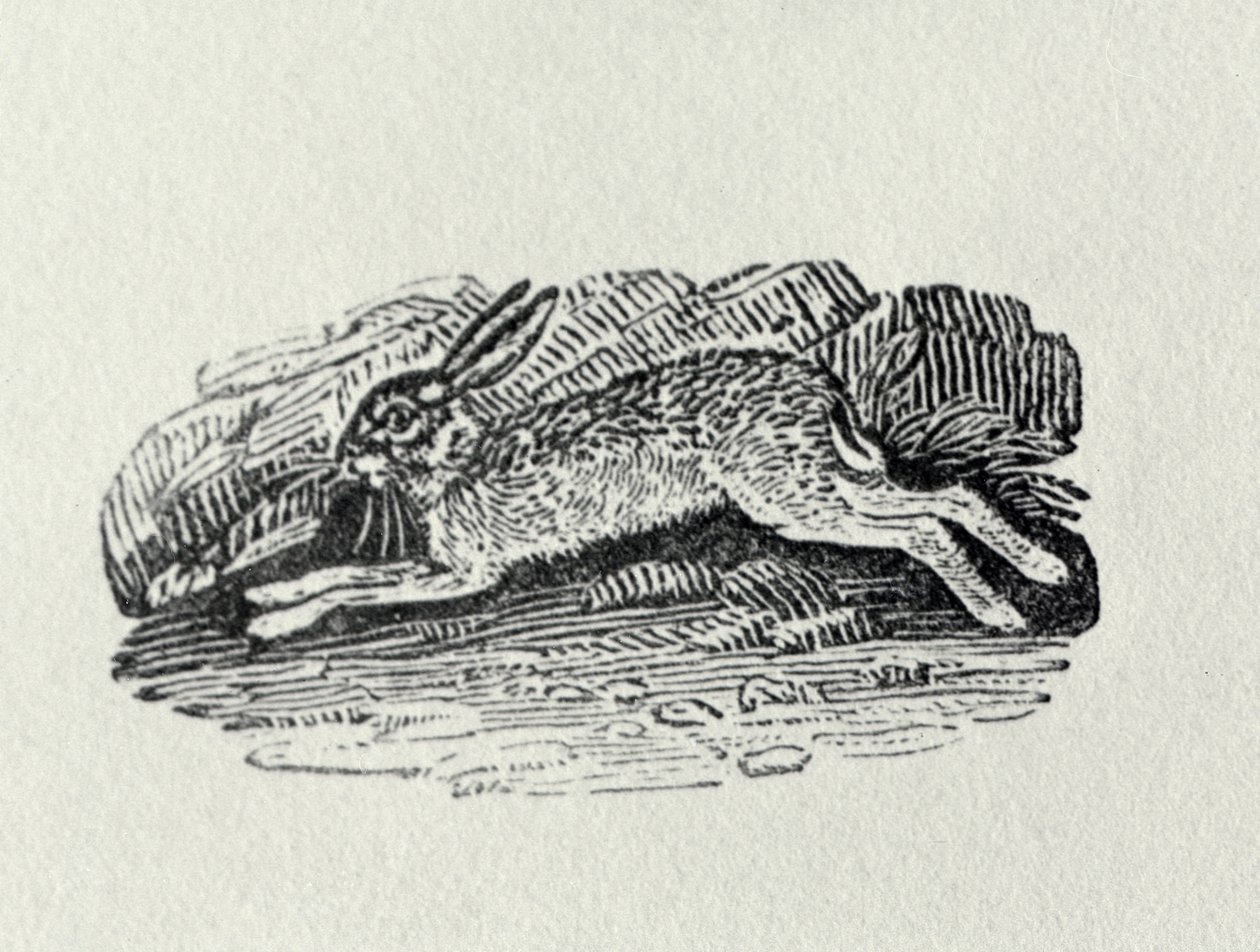 A nyúl a Brit madarak és négylábúak történetéből alkotó: Thomas Bewick