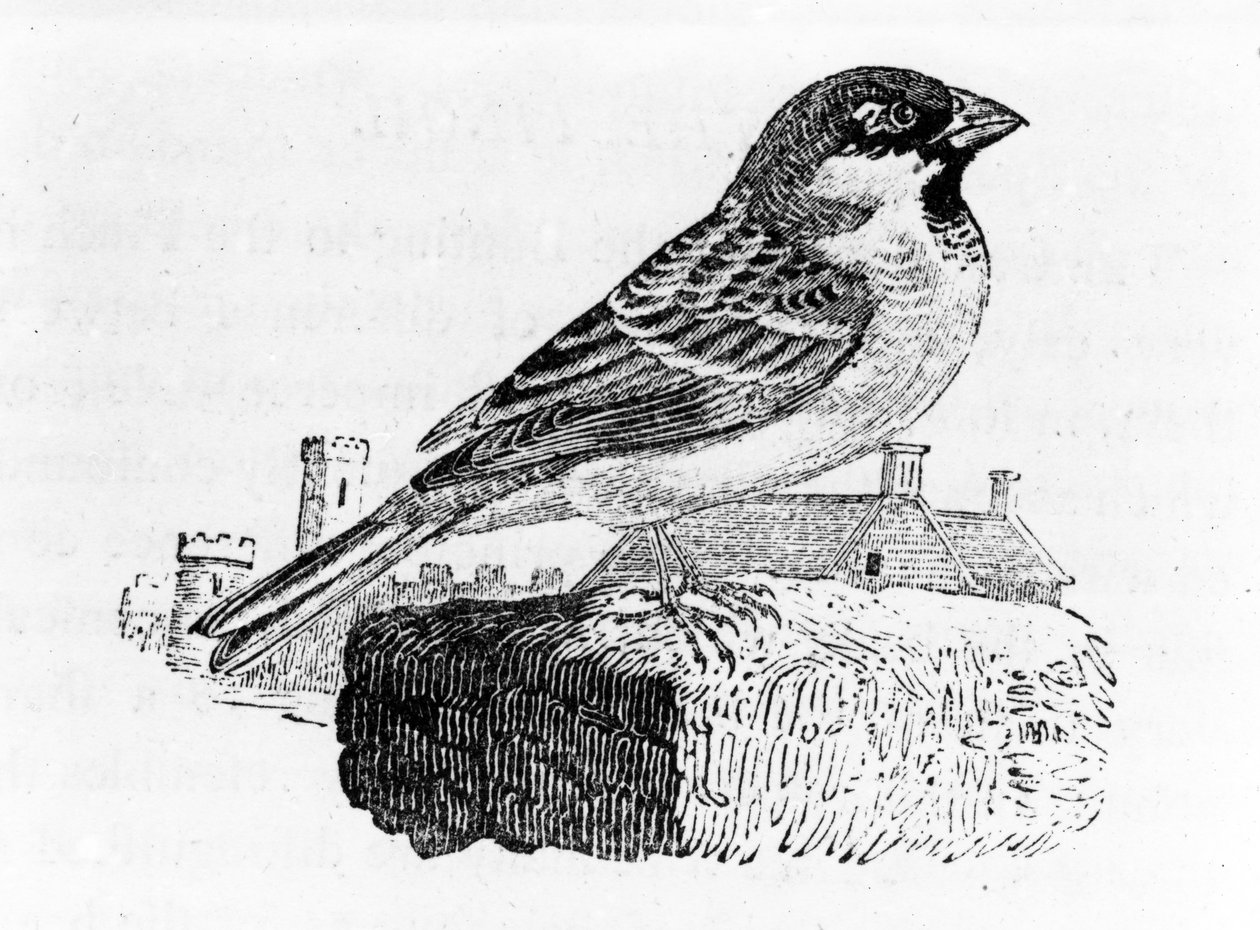 A házi veréb, Thomas Bewick „A British Birds története” illusztrációja, először 1797-ben jelent meg alkotó: Thomas Bewick
