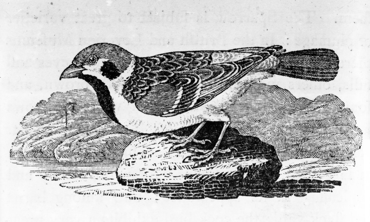 The Mountain Sparrow, illusztráció Thomas Bewick „A madarak története” című művéből, először 1797-ben jelent meg alkotó: Thomas Bewick