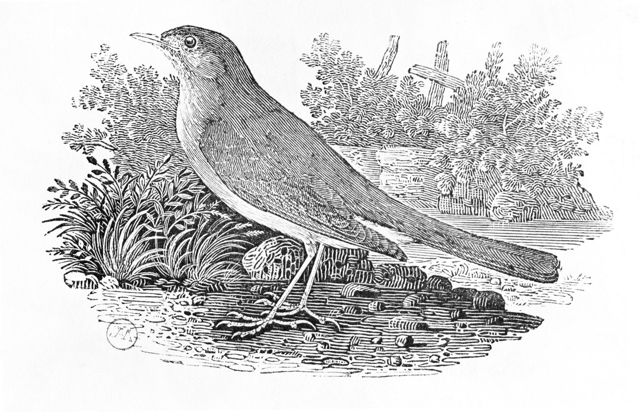 The Nightingale (Luscinia megarhynchos) a "History of British Birds" I. kötetéből, pub. 1797 (fametszet) alkotó: Thomas Bewick