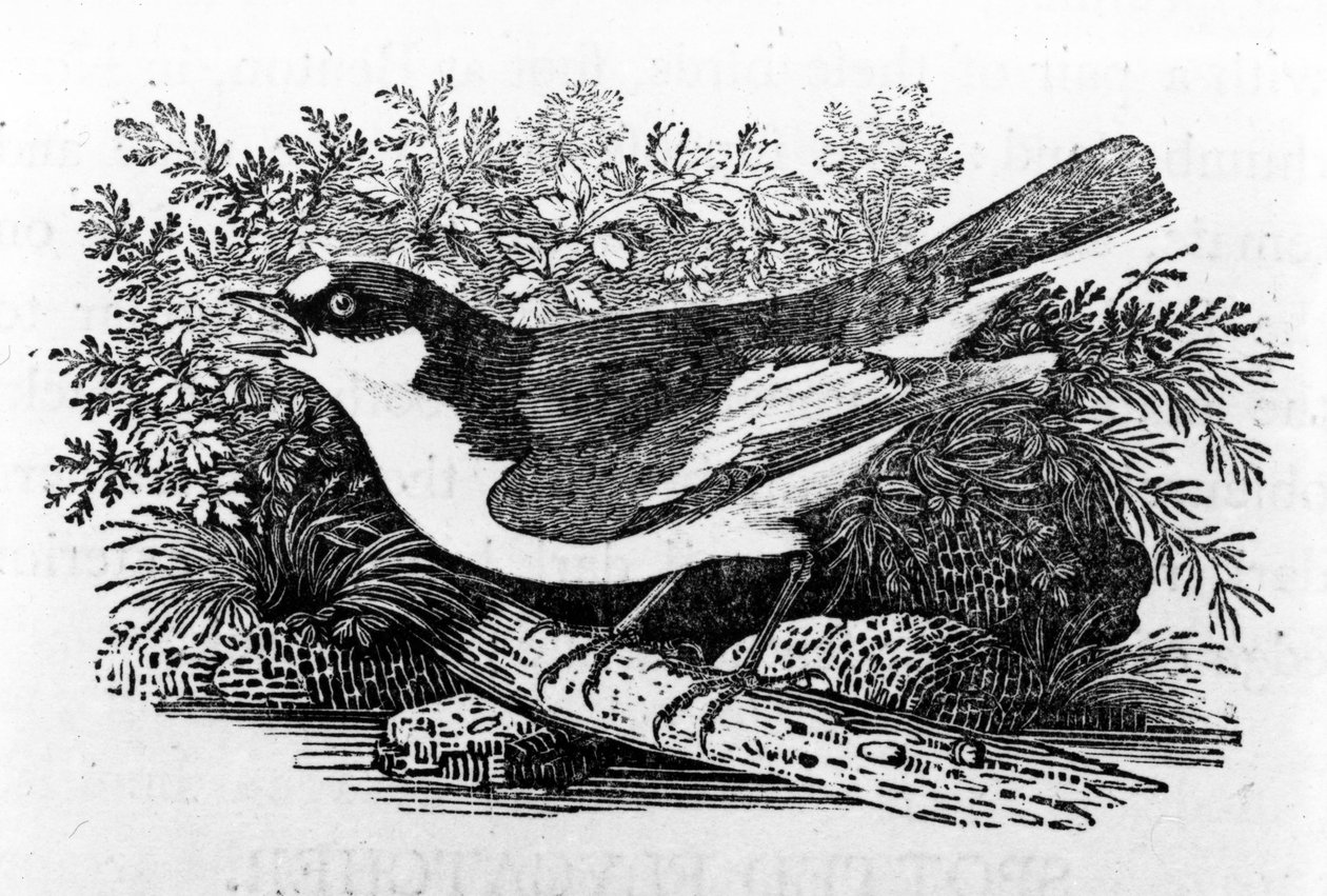 The Pied Flycatcher, illusztráció Thomas Bewick „A British Birds története” című művéből, először 1797-ben jelent meg alkotó: Thomas Bewick