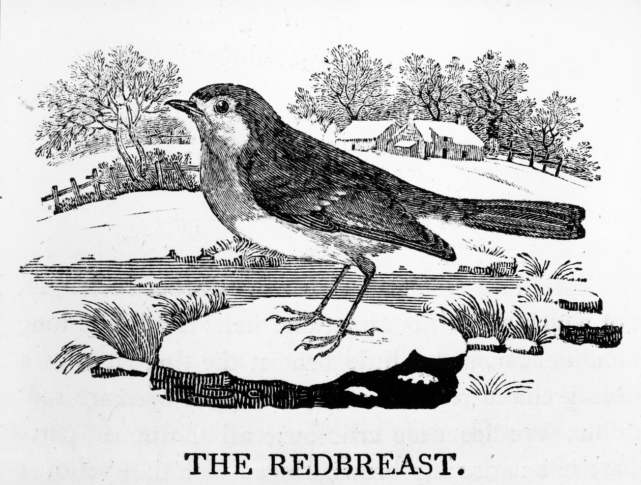 The Redbreast, illusztráció Thomas Bewick „The History of British Birds” című művéből, először 1797-ben jelent meg alkotó: Thomas Bewick
