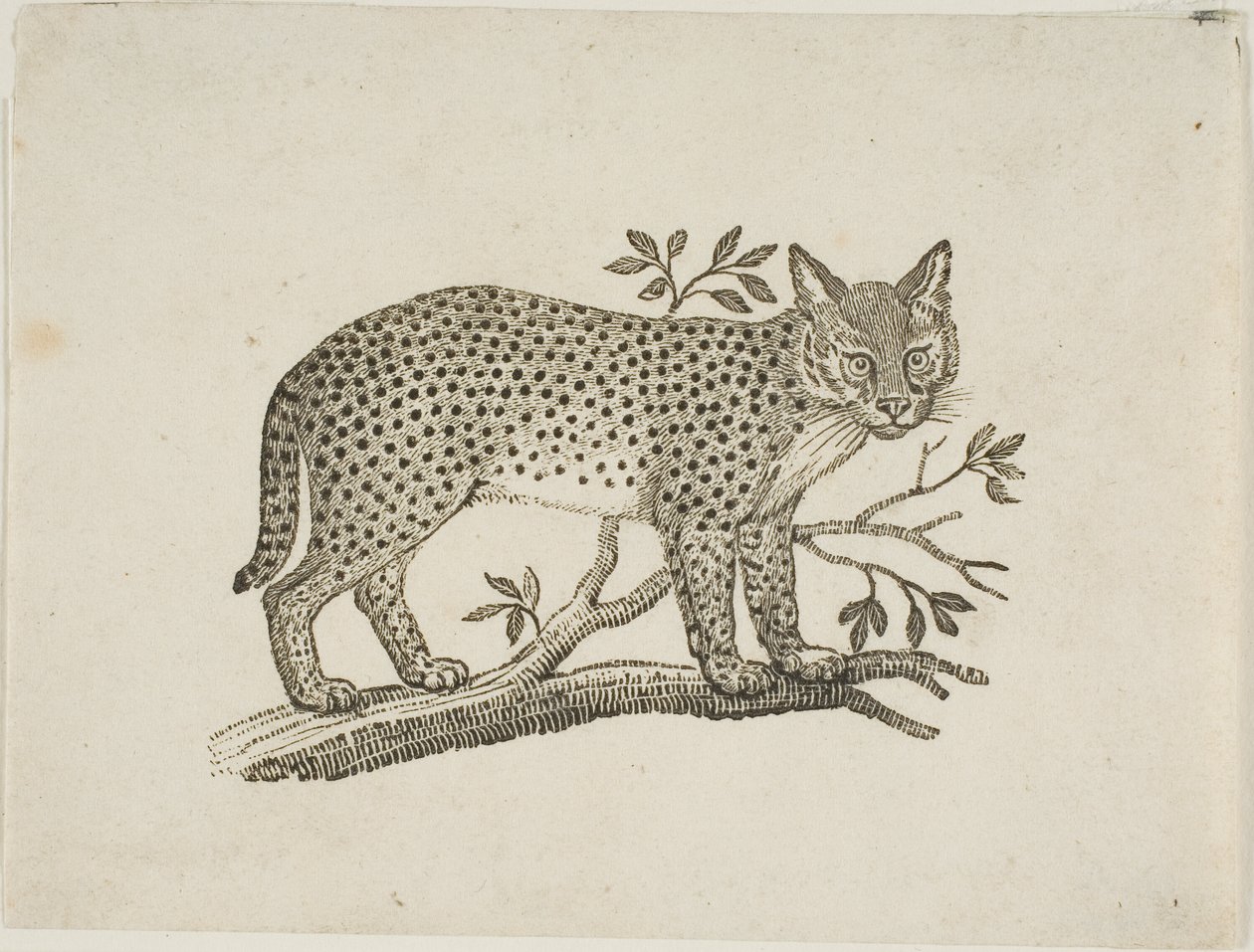A szervál alkotó: Thomas Bewick