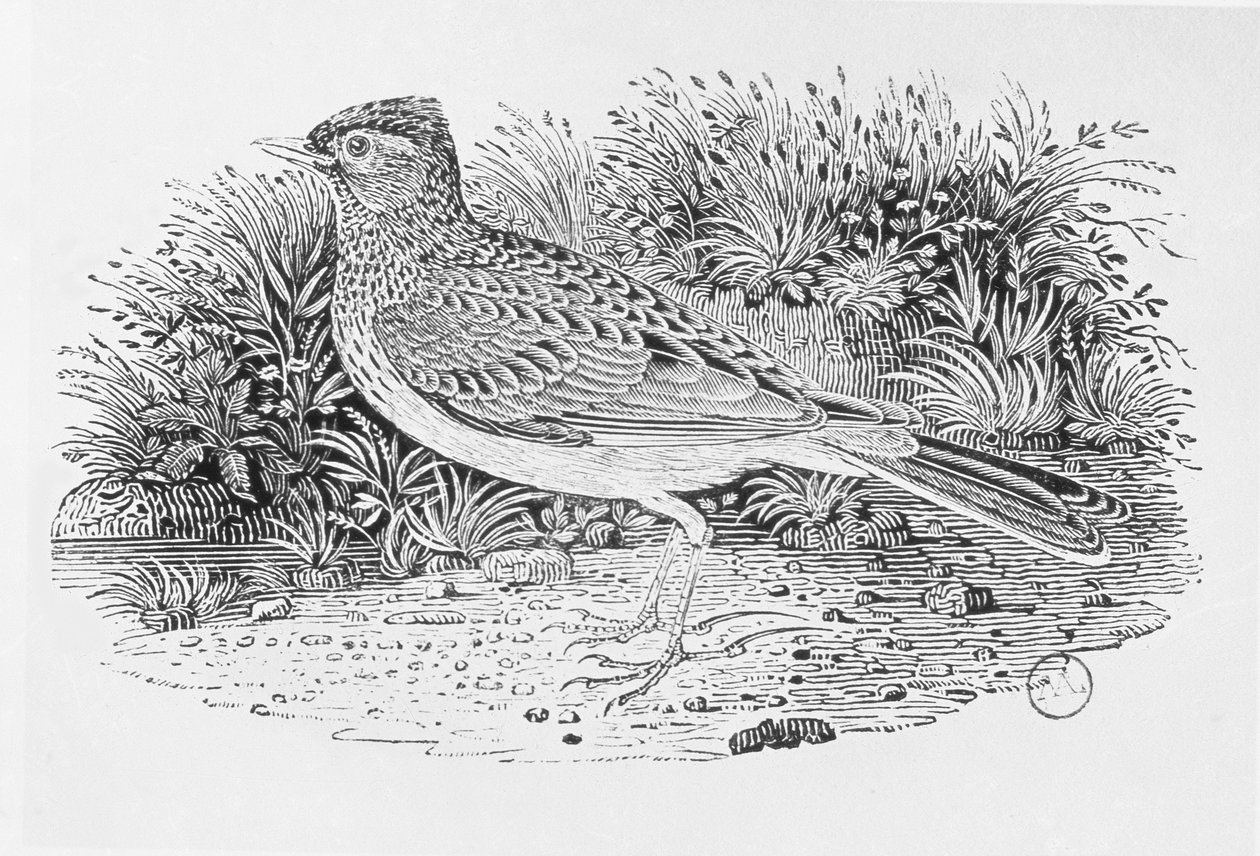 A pacsirta (Alauda arvensis) a "History of British Birds" I. kötetéből, pub. 1797 (fametszet) alkotó: Thomas Bewick