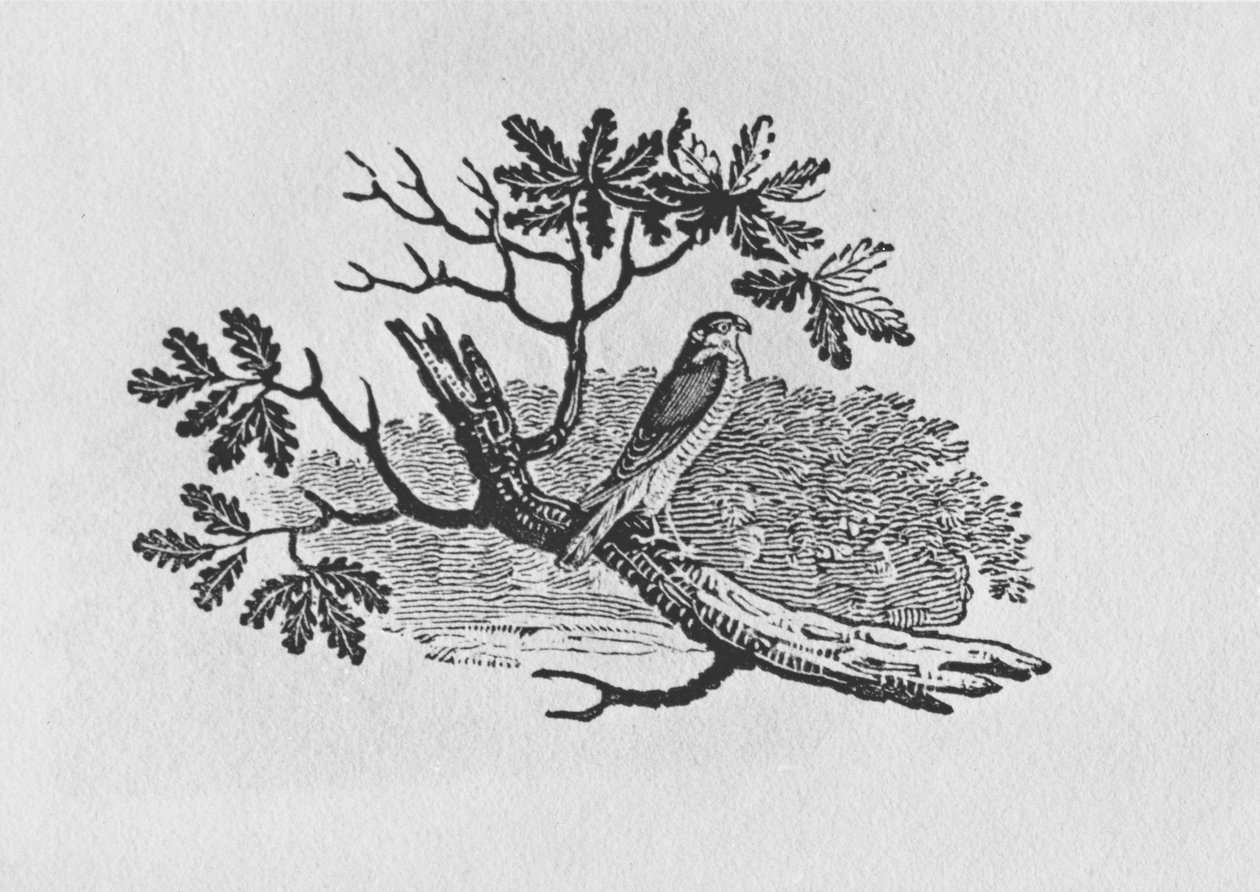 The Sparrowhawk (Accipiter nisus) a "History of British Birds" I. kötetből, pub. 1797 (fametszet) alkotó: Thomas Bewick