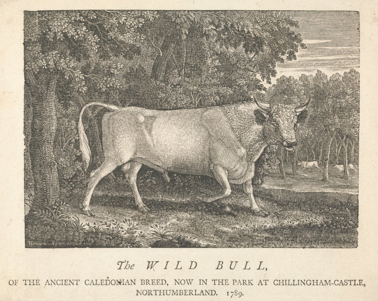 A vad bika, az ősi kaledóniai fajtából, jelenleg a parkban, a Chillingham-kastélyban, Northumberlandban. alkotó: Thomas Bewick