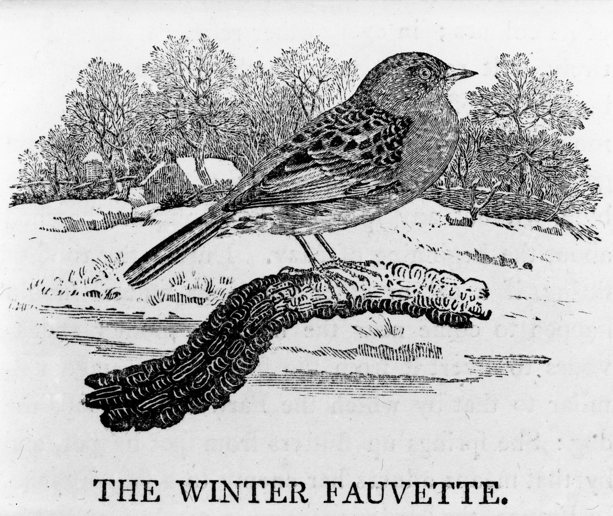 The Winter Fauvette, illusztráció Thomas Bewick „The History of British Birds” című művéből, először 1797-ben jelent meg alkotó: Thomas Bewick