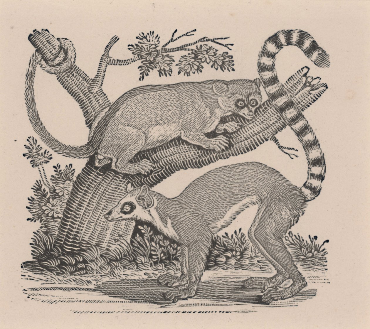 Két maki, a "Négylábúak általános történelméből" alkotó: Thomas Bewick