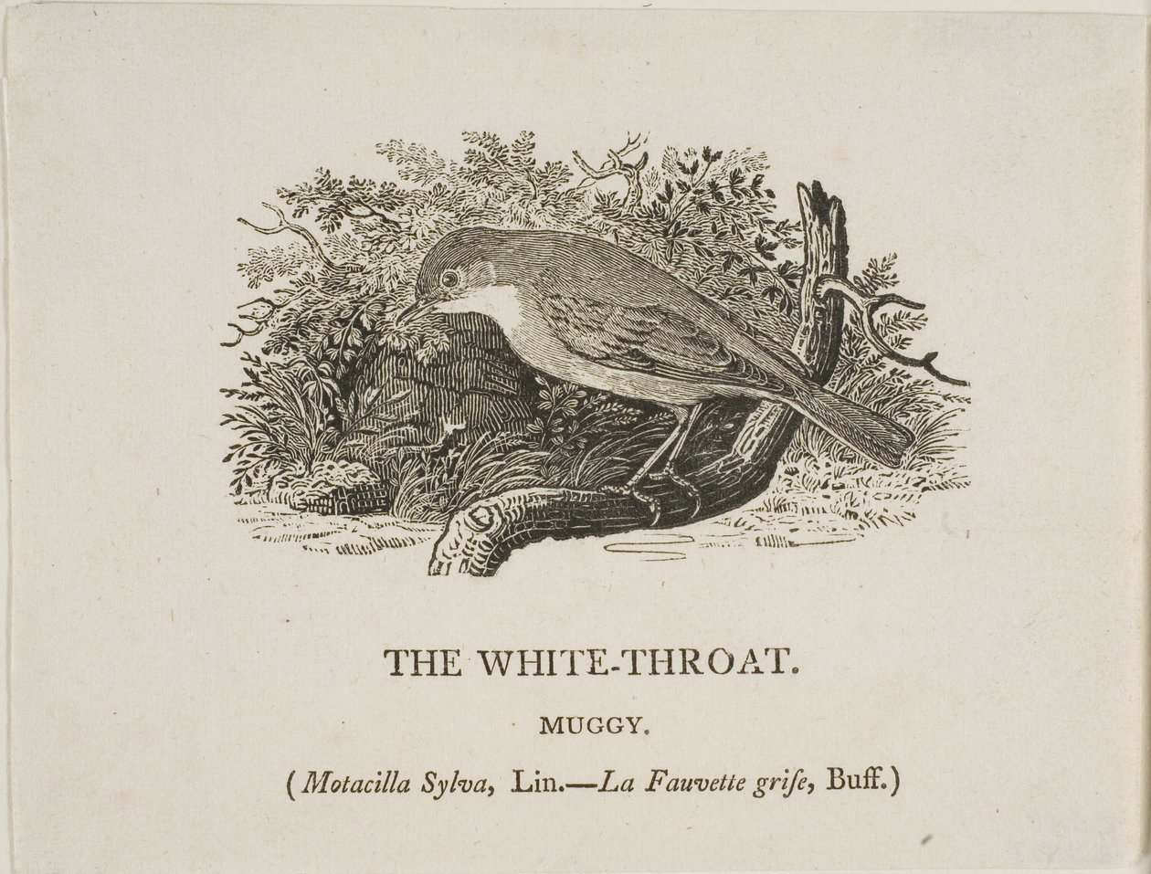 Fehér torok (madár) alkotó: Thomas Bewick