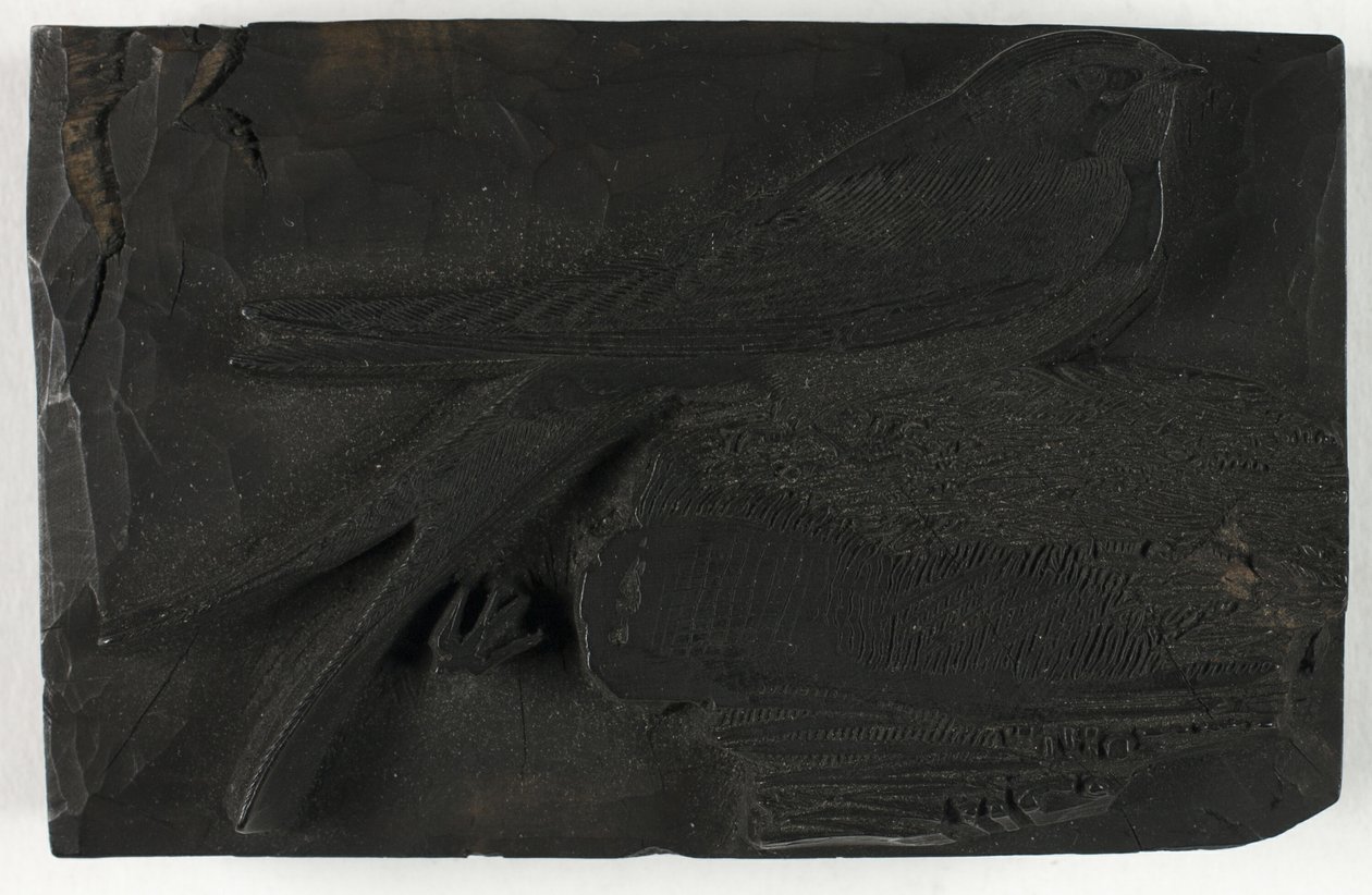 Woodblock a fecske számára, A brit madarak történetéből alkotó: Thomas Bewick