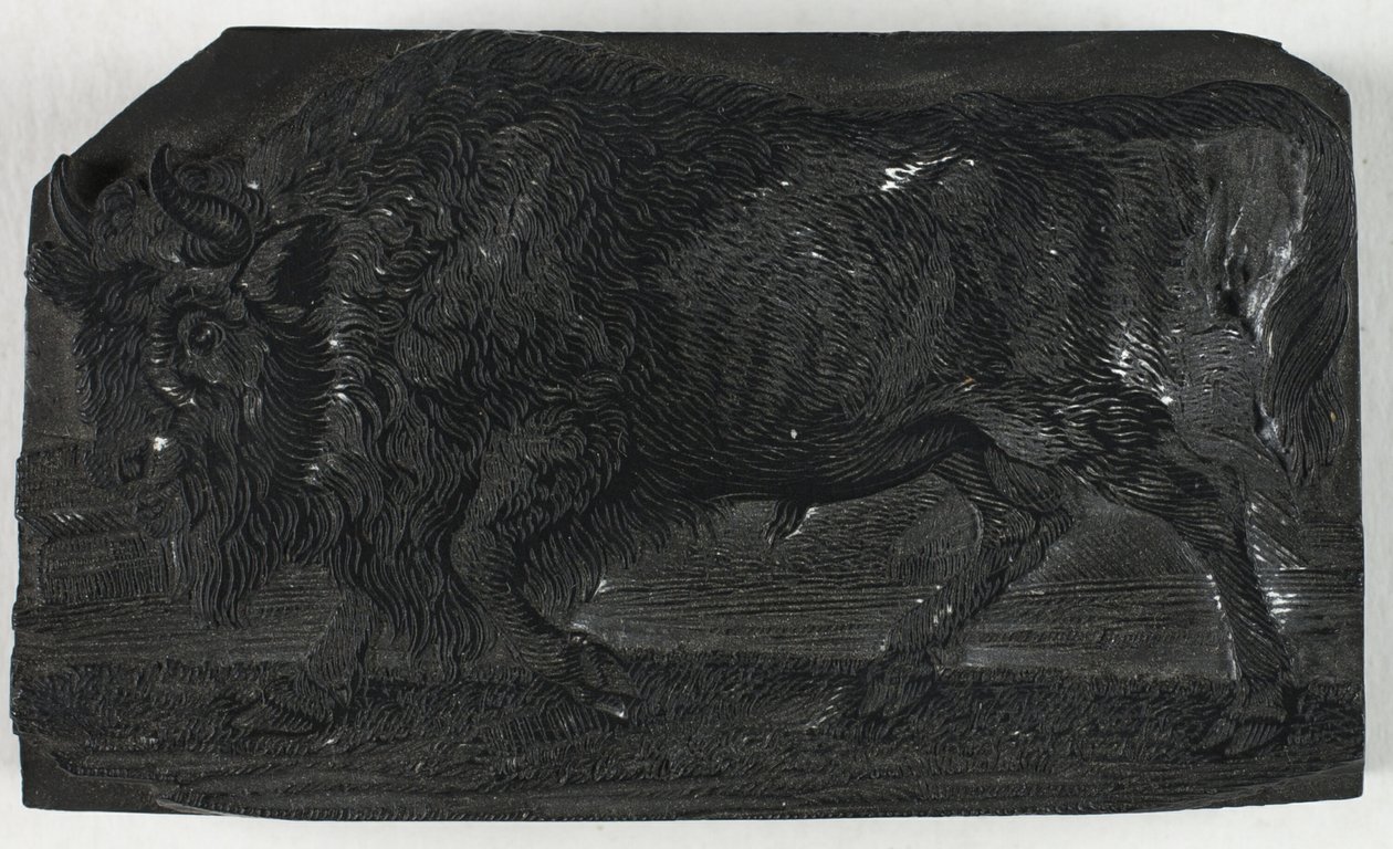 Woodblock az Urushoz vagy a Wild Bullhoz, A négylábúak általános történetéből alkotó: Thomas Bewick