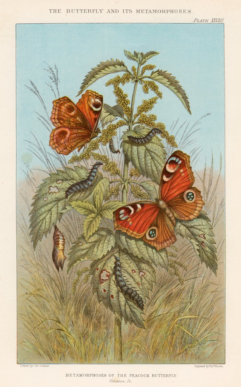 A páva pillangó metamorfózisai, 1888 alkotó: Thomas Brown