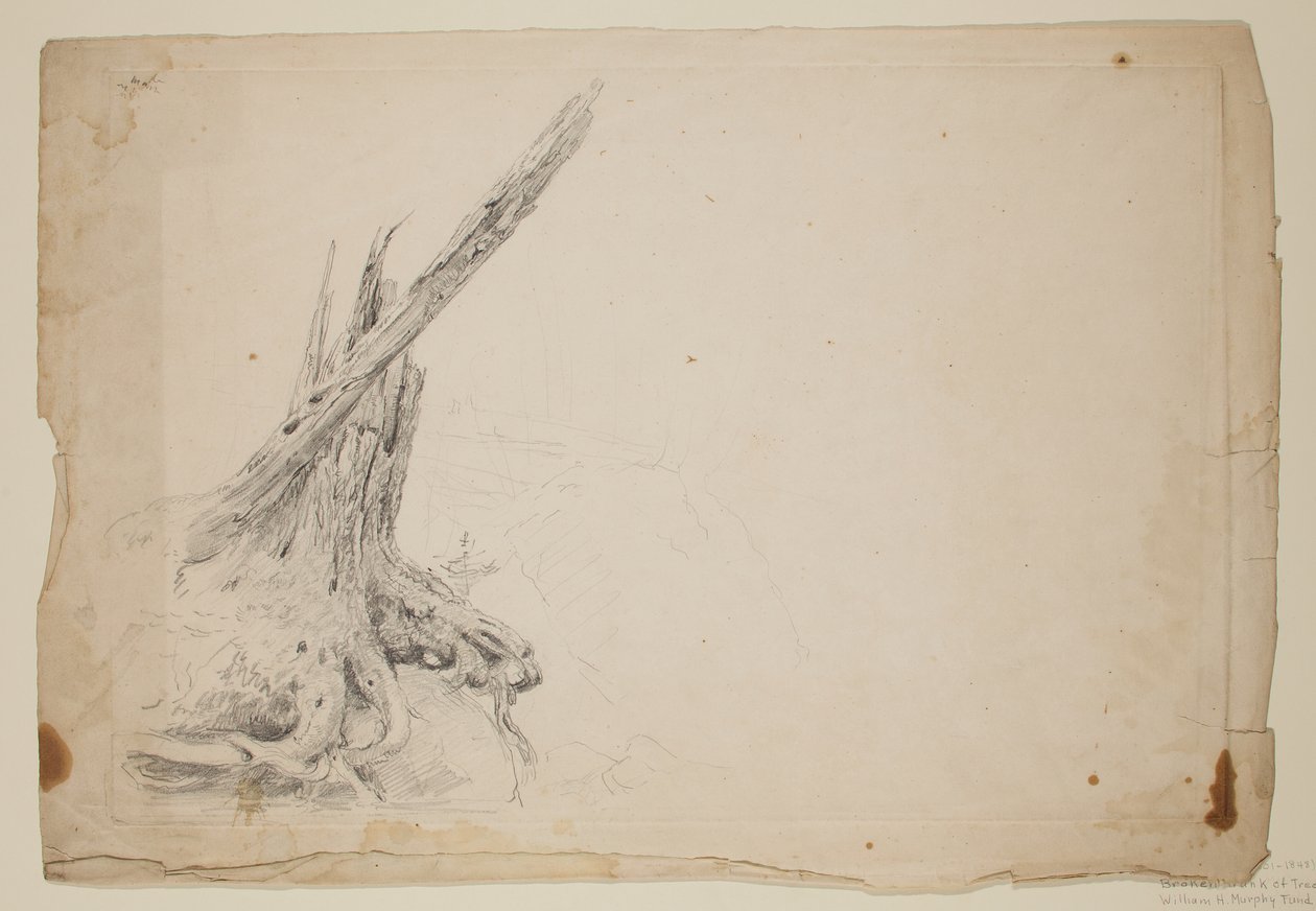 Törött fa törzse (ceruza papíron) alkotó: Thomas Cole