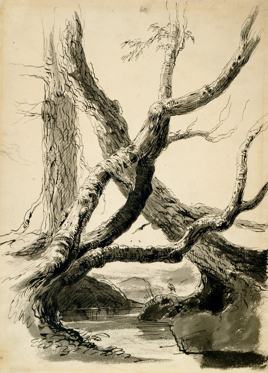 Vázlat a fatörzsekről, 1825-40 körül (fekete tinta, toll, mosás és ceruza fehér papíron) alkotó: Thomas Cole