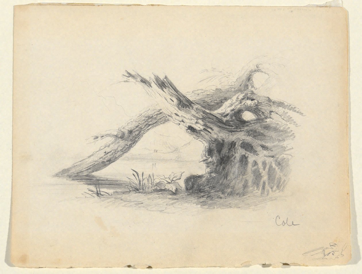 Vázlat két halott fáról alkotó: Thomas Cole