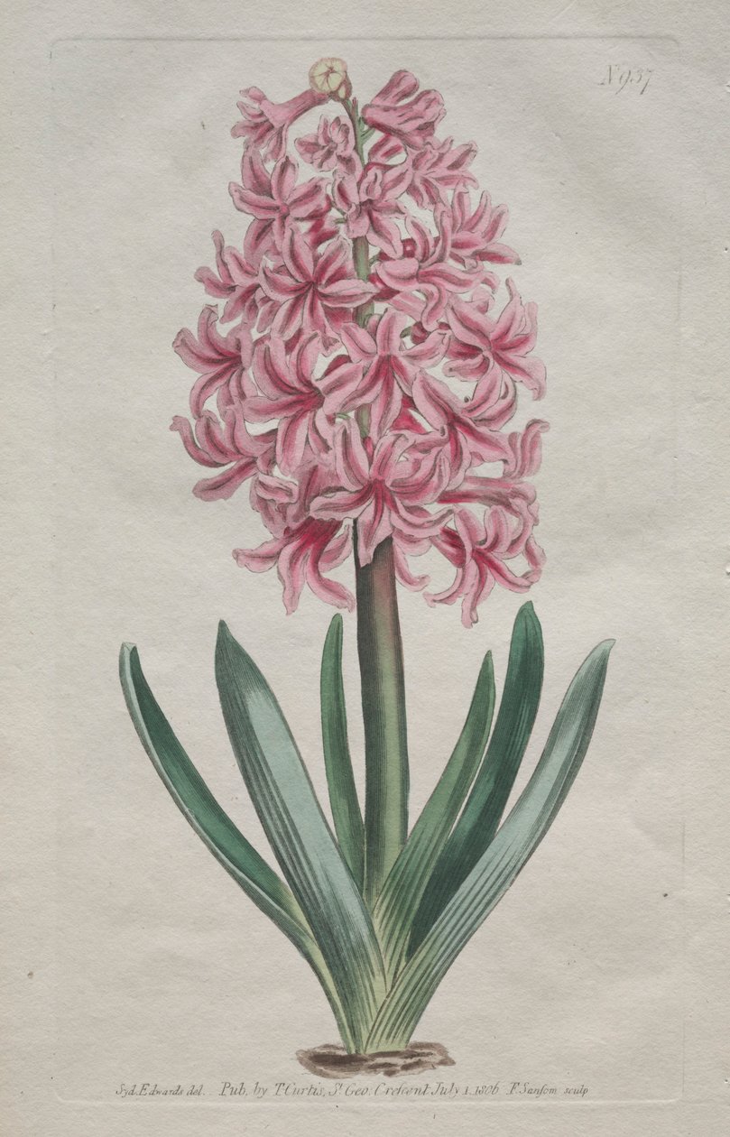 A Botanikai Magazin vagy Virágoskert Megjelenítve: Kerti Jácint, 1806. alkotó: Thomas Curtis