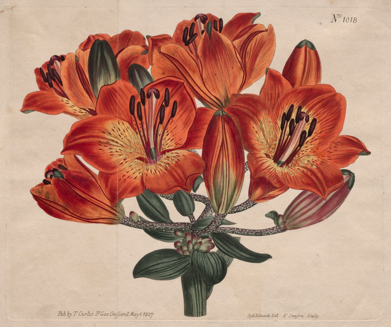 A Botanikai Magazin vagy Virágoskert Megjelenítve: ...narancs-liliom, 1807. alkotó: Thomas Curtis