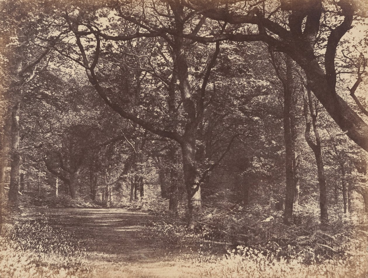 Wood-scene, Norton, Cheshire, 1856. alkotó: Thomas Davies