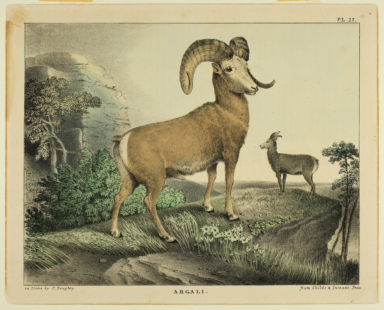 Argali alkotó: Thomas Doughty