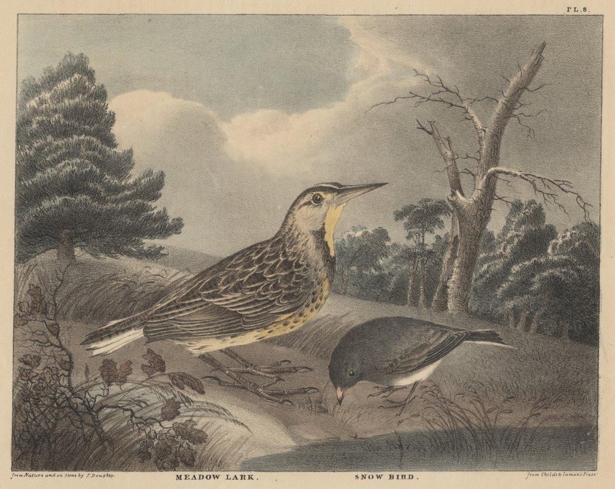 Meadow Lark and Snow Bird, „Doughty