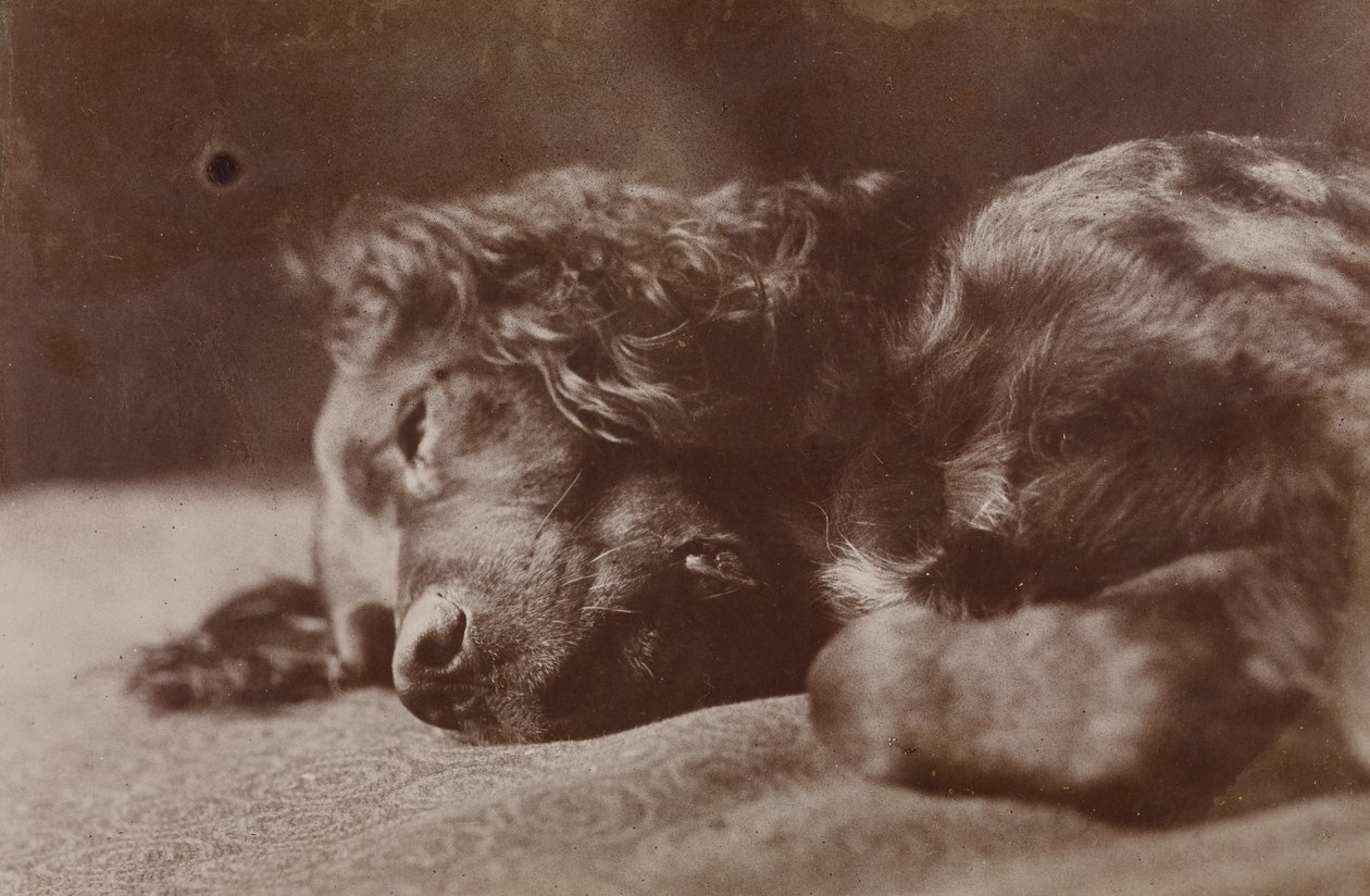 Boyce, egy szetter kutya portréja alkotó: Thomas Eakins