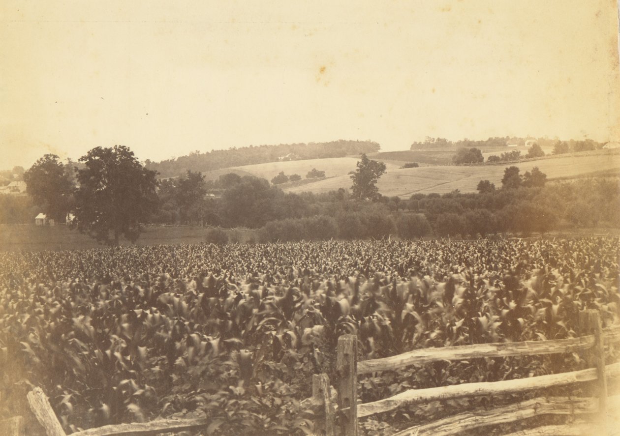 [Cornfield, Avondale, PA] alkotó: Thomas Eakins