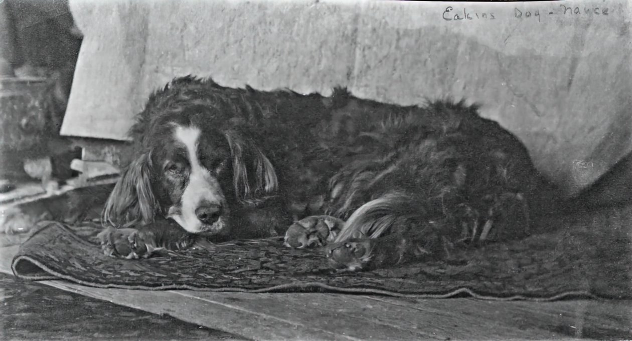 Eakins kutyája, Harry, c. 1880-1890. alkotó: Thomas Eakins